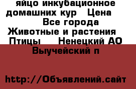 яйцо инкубационное домашних кур › Цена ­ 25 - Все города Животные и растения » Птицы   . Ненецкий АО,Выучейский п.